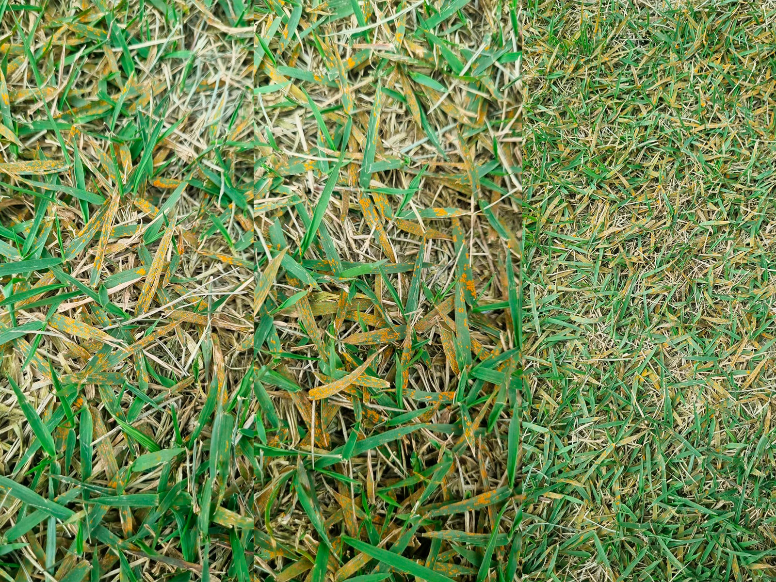 A Ferrugem do Gramado (Puccinia graminiss / Uromyces spp)