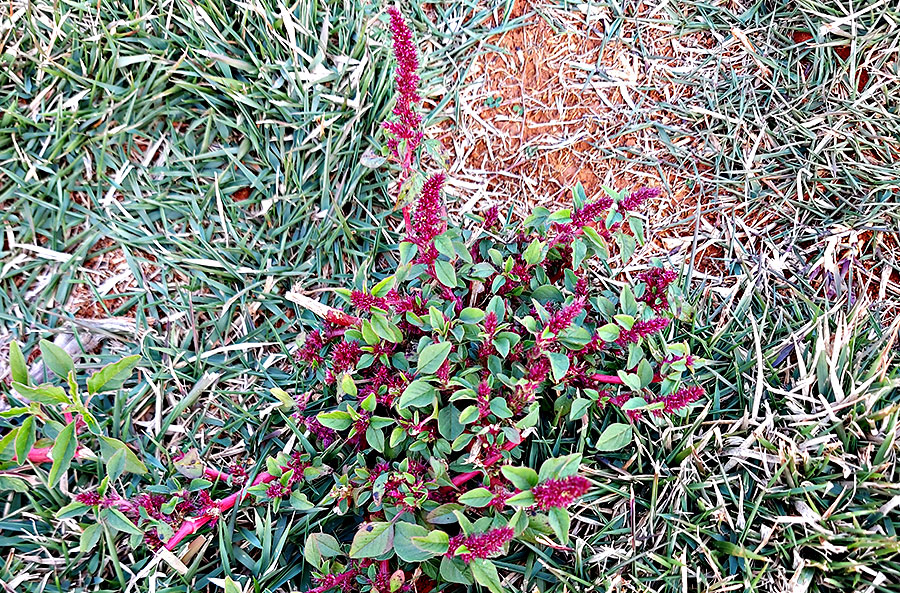 Controle de plantas daninhas em gramados