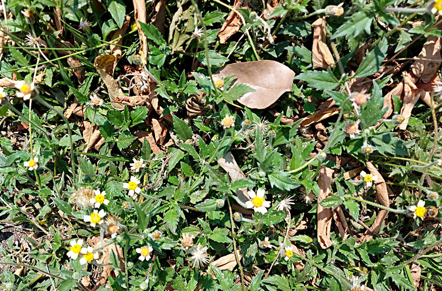 Controle de plantas daninhas em gramados