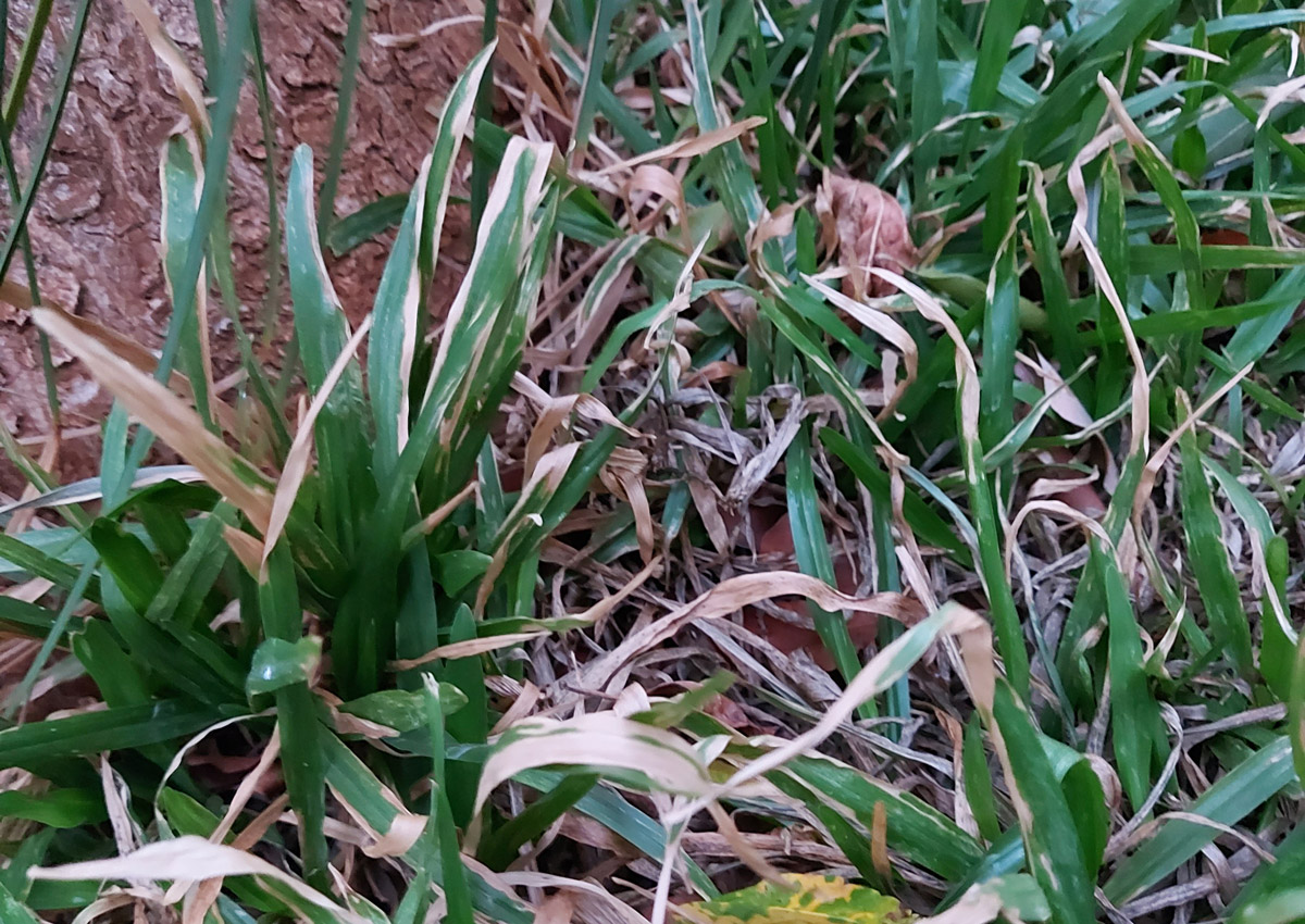 Curvularia fungus (Curvularia trifolii)
