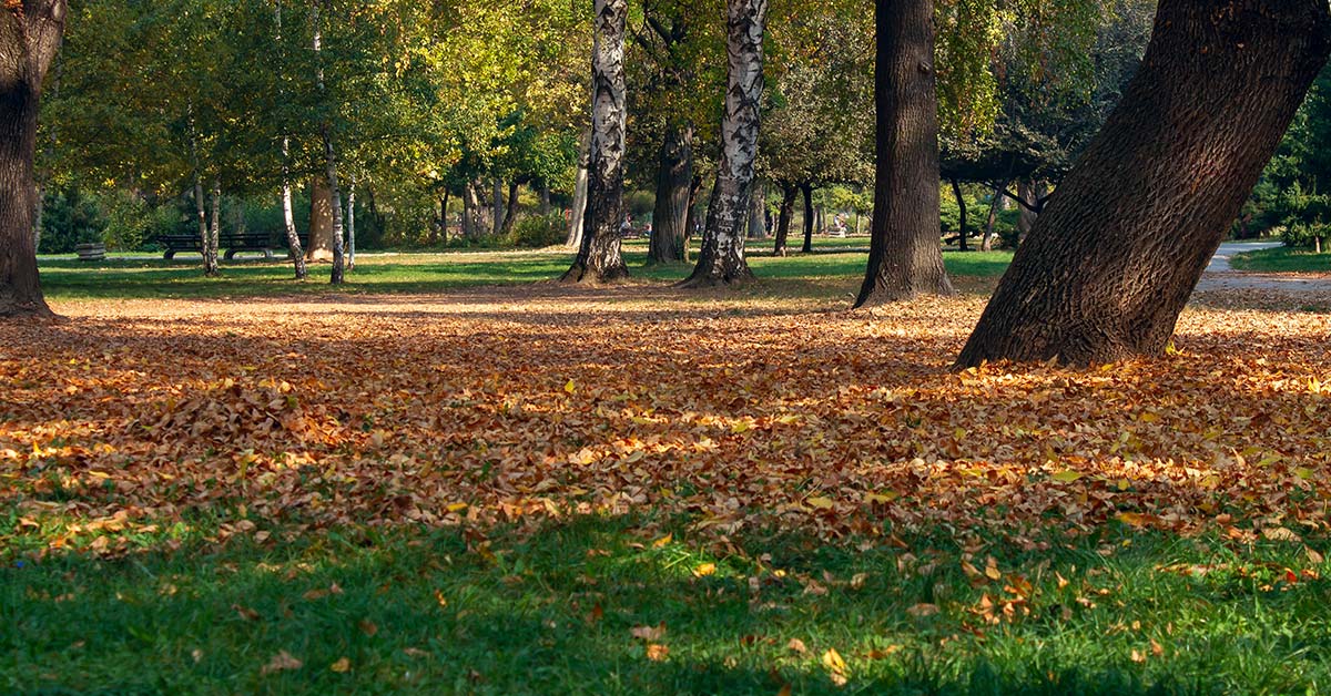 Manejo de gramados durante o outono/inverno