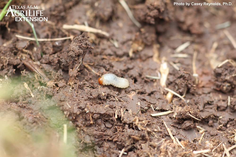 Larva do Besouro Sphenophorus