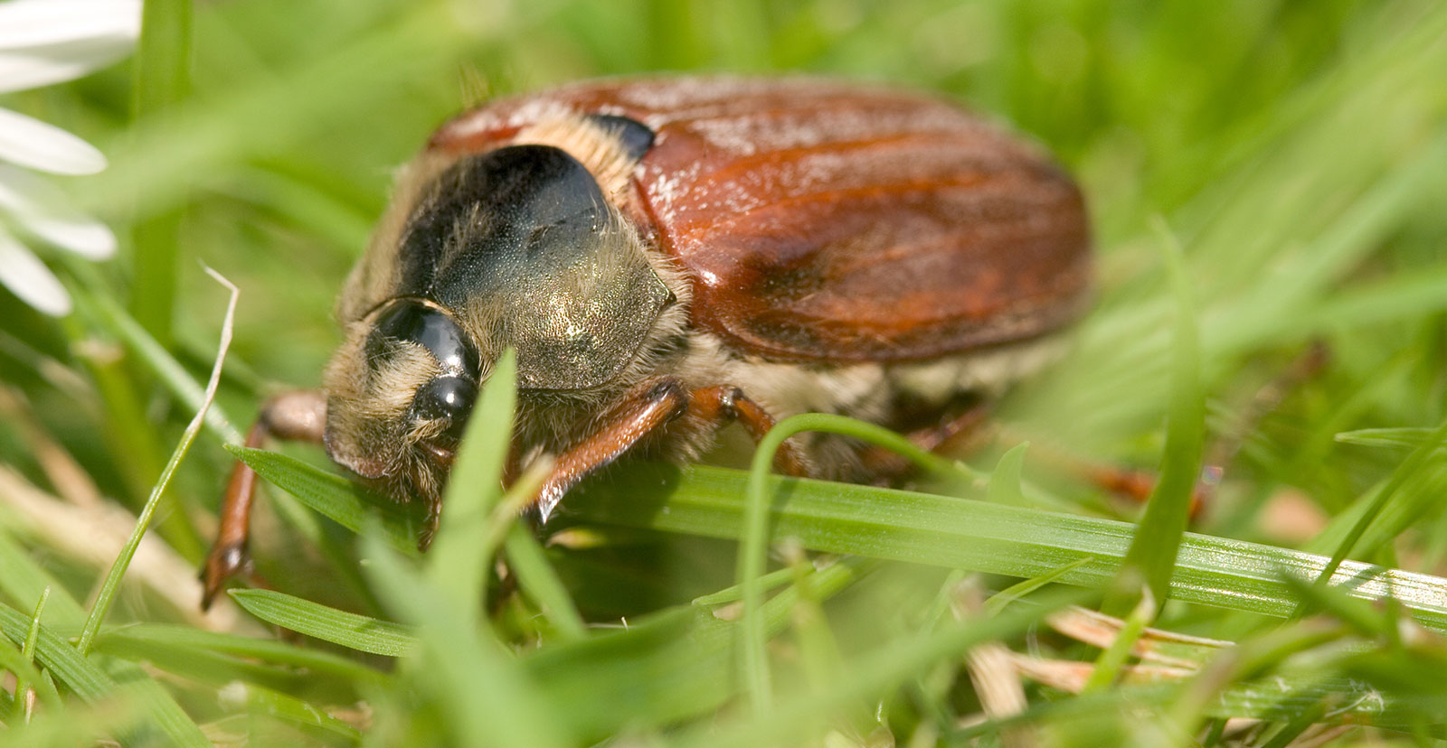 Besouro adulto Diloboderus abderus, Coró das pastagens.