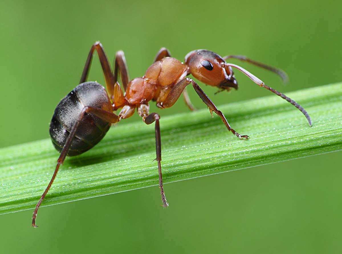 Formigas Cortadeiras