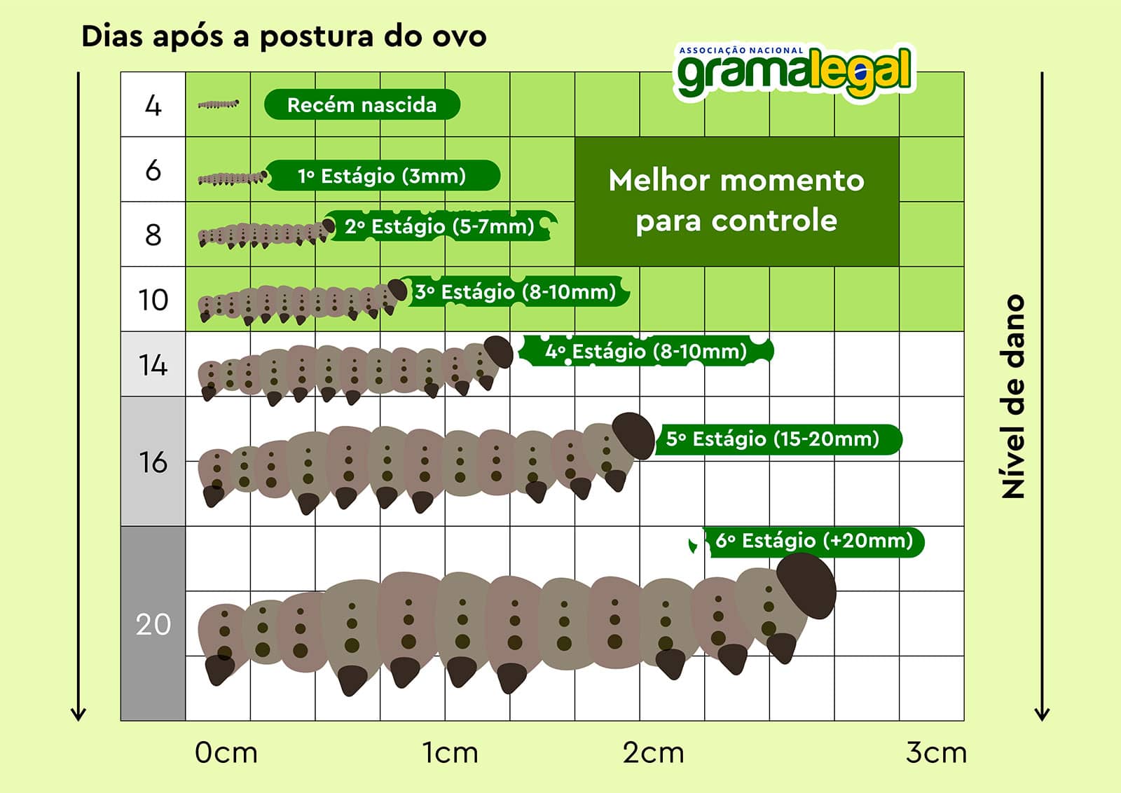 Spodoptera spp ou Lagarta Militar