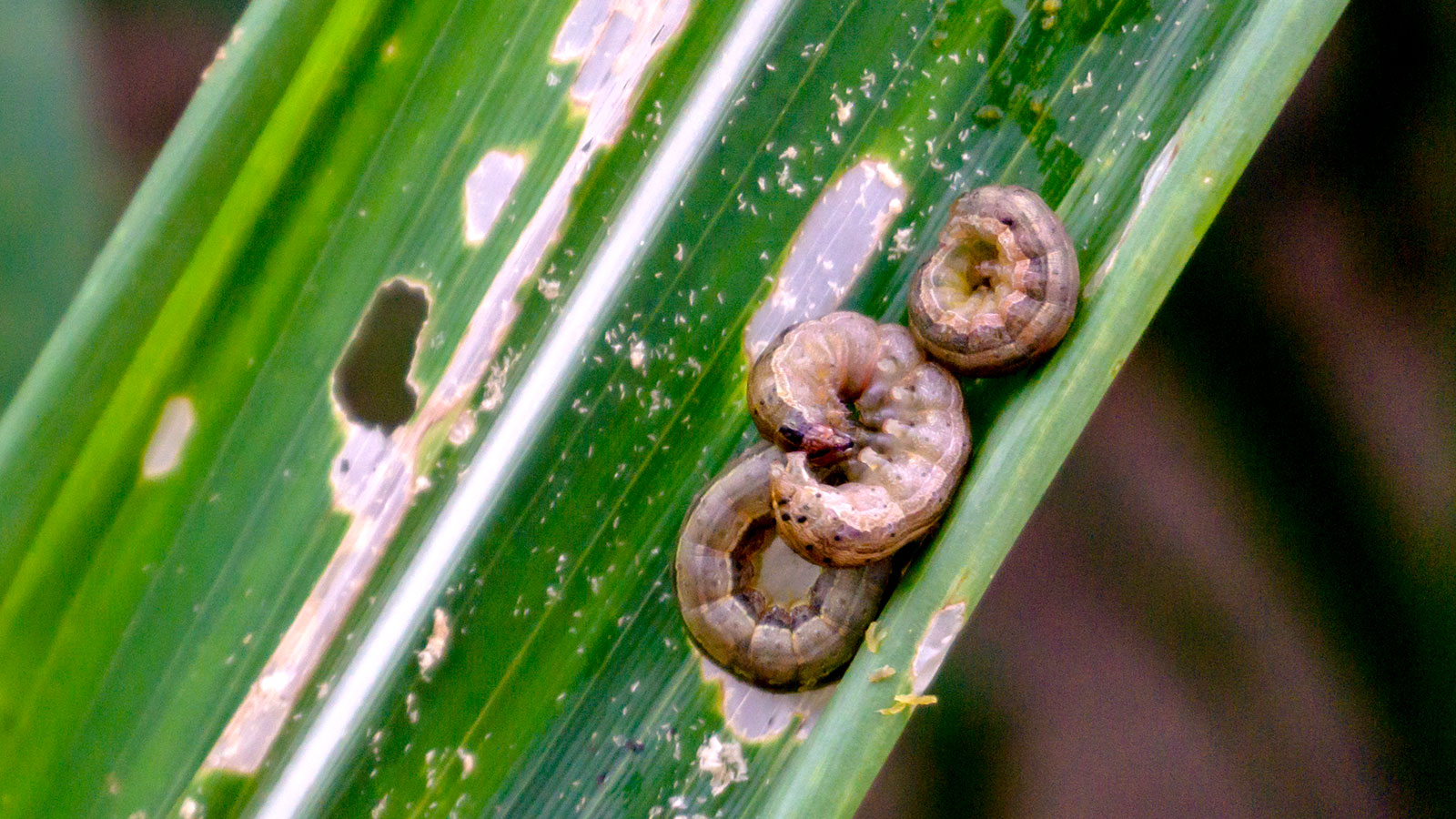 Spodoptera spp ou Lagarta Militar