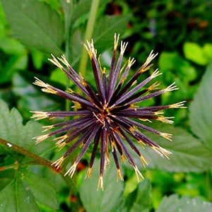 Bidens pilosa