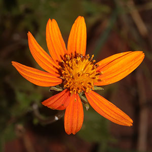 Picão vermelho