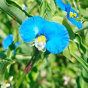 Commelina spp